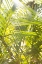 Picture of PALM FONDS II
