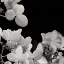 Picture of FLOWER CLUSTER 1
