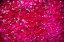 Picture of PINK PETALS II