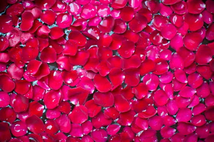 Picture of PINK PETALS II