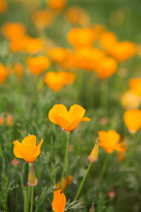 Picture of CALIFORNIA POPPIES