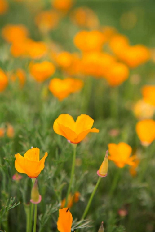 Picture of CALIFORNIA POPPIES