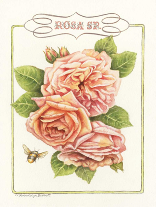 Picture of ROSE SPECIES
