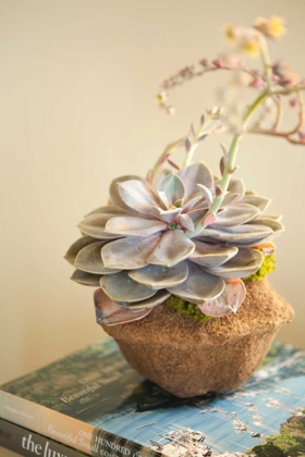 Picture of SMALL SUCCULENT