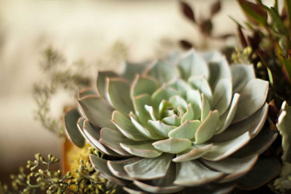 Picture of SUCCULENT III