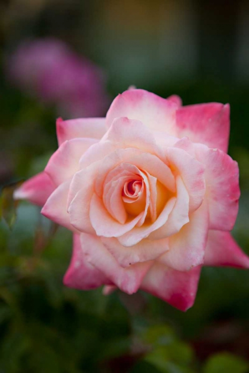 Picture of PINK ROSE