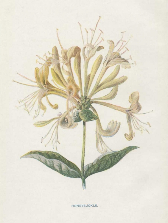 Picture of HONEYSUCKLE