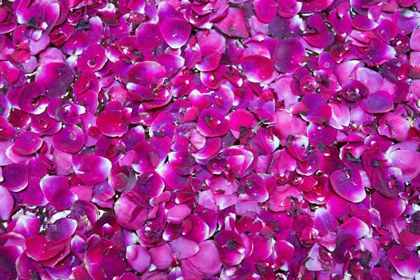 Picture of PINK PETALS III