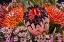 Picture of TROPICAL BOUQUET II
