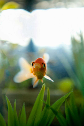 Picture of GOLDFISH I