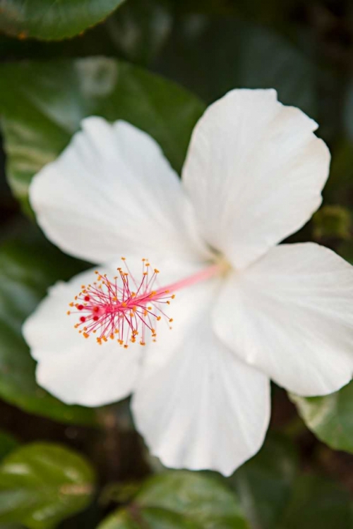 Picture of WHITE HIBISCUS