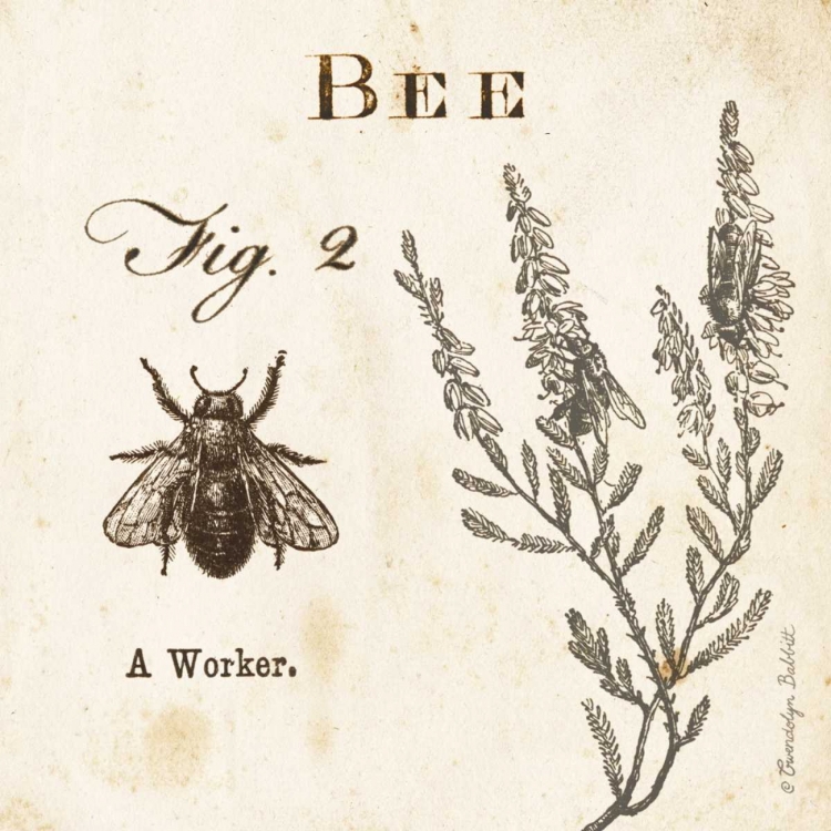 Picture of BEE FIG 2