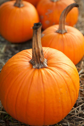 Picture of PUMPKINS I