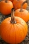 Picture of PUMPKINS I