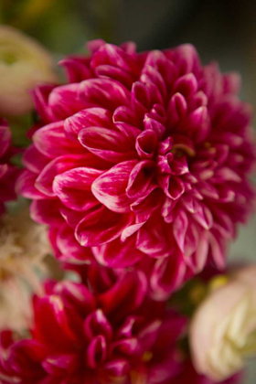 Picture of PINK AND WHITE DAHLIAS II