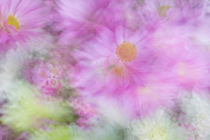 Picture of FLOWER IMPRESSIONS I