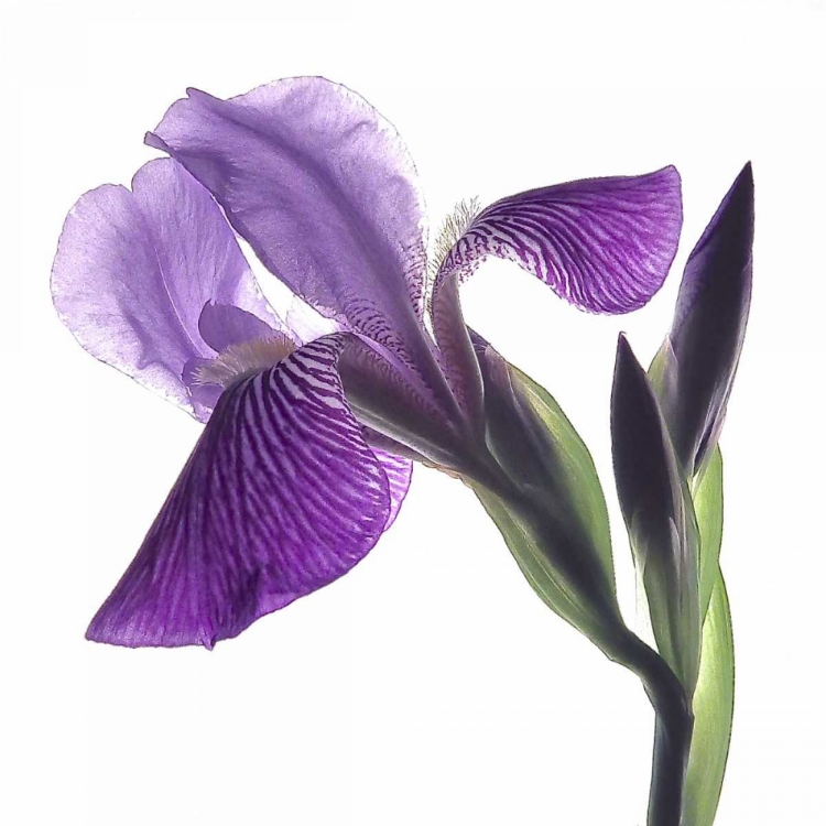 Picture of PURPLE IRIS III