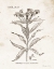 Picture of FLOWER PLATE III