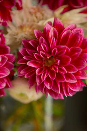 Picture of PINK AND WHITE DAHLIAS I