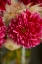 Picture of PINK AND WHITE DAHLIAS I