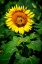 Picture of A SUMMER FLOWER II
