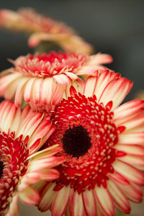 Picture of RED AND WHITE DAISIES II
