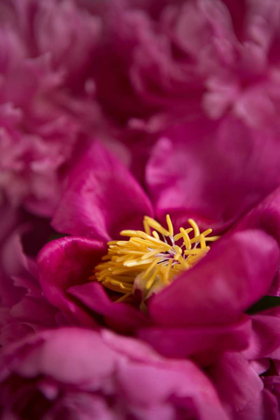 Picture of FUCHSIA PEONIES I