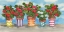 Picture of FANCY POTS GERANIUMS