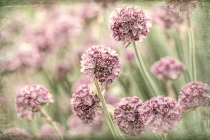 Picture of SEA THRIFT II