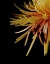 Picture of SUN DANCE III