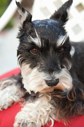 Picture of TERRIER