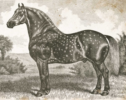 Picture of HORSE ETCHING II