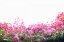 Picture of FLORAL SHRUBS