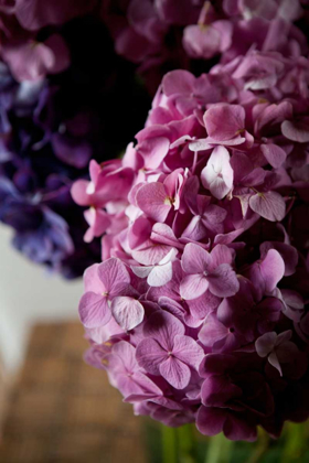 Picture of HYDRANGEA