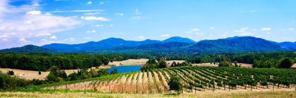 Picture of VIRGINIA VINEYARDS I