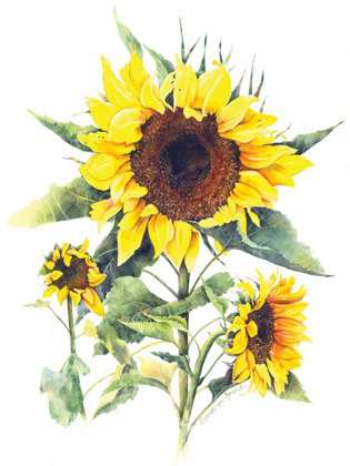 Picture of SUNFLOWERS