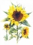Picture of SUNFLOWERS