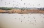 Picture of BIRDS I