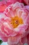 Picture of PINK PEONY