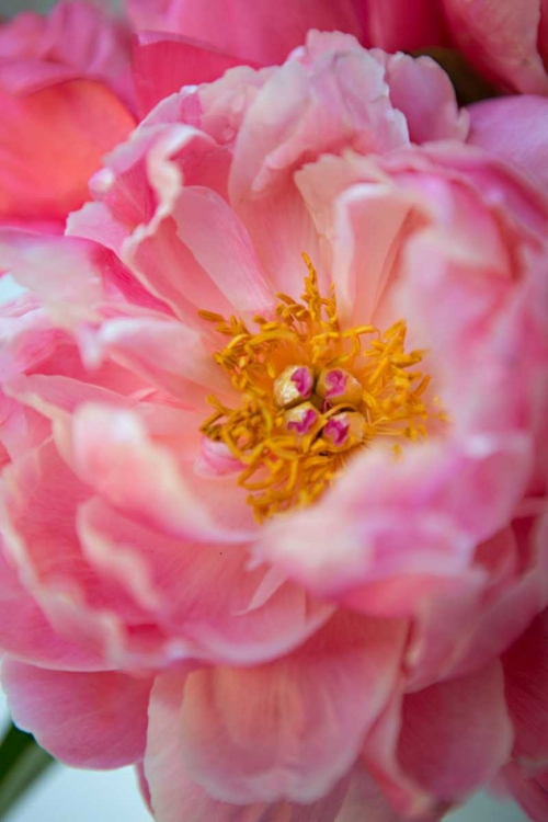 Picture of PINK PEONY