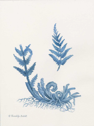 Picture of INDIGO FERN I