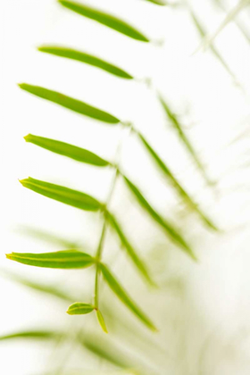 Picture of PALM FONDS IV