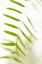 Picture of PALM FONDS IV