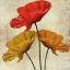 Picture of POPPY II