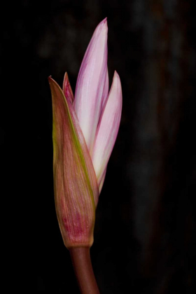 Picture of PINK BLOOM
