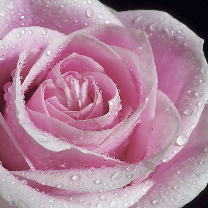 Picture of RAINDROPS AND ROSES IV