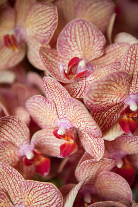 Picture of ORCHID I