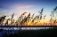 Picture of MASONBORO SUNSET I