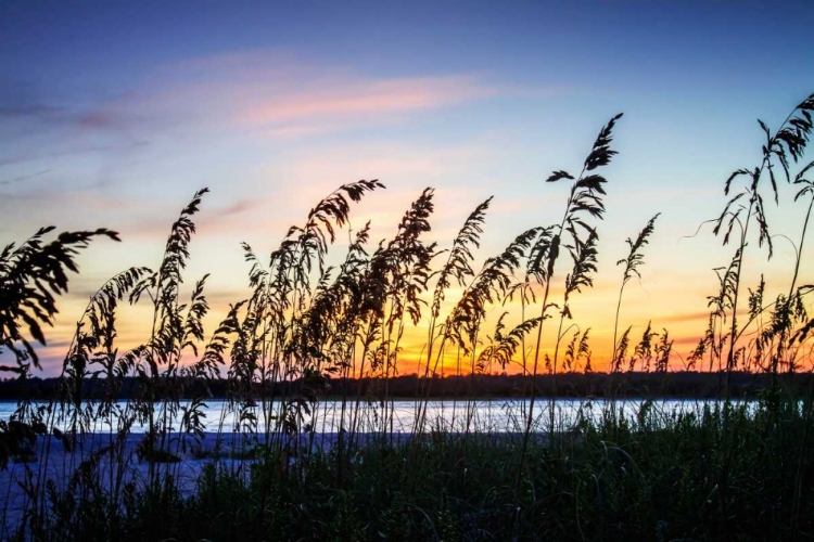 Picture of MASONBORO SUNSET I