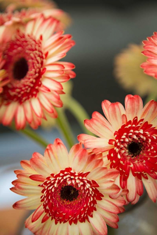 Picture of RED AND WHITE DAISIES I